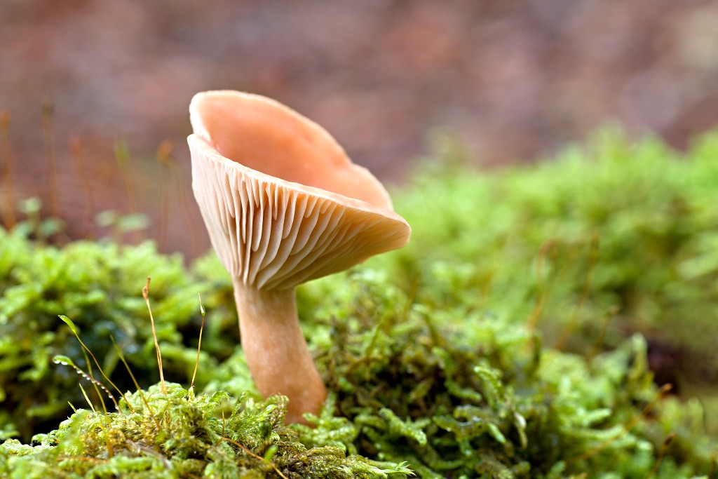 paddenstoel paddenstoelen paddestoel paddestoelen schimmel zwam schimmels zwammen hdr paddo paddos champignon champignons herfst najaar